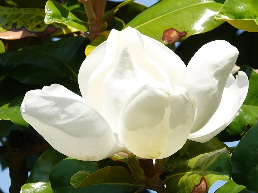 grandiflora Goliath